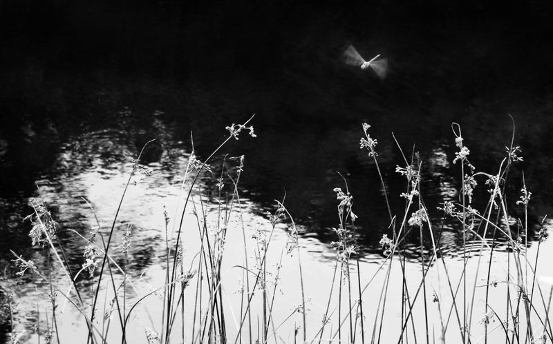 Графика летаphoto preview