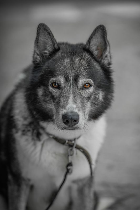 собака - Ты кто?.. Вкусняшки есть?... А если найду?photo preview