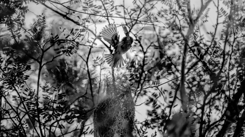 Wild artphoto preview