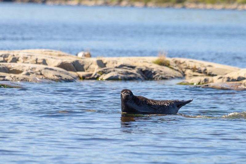 #нерпа Нерпаphoto preview