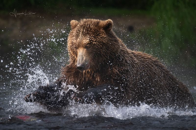 медведь,медведи,камчатка Сказ про то как нерка от медведя удрала. фото превью