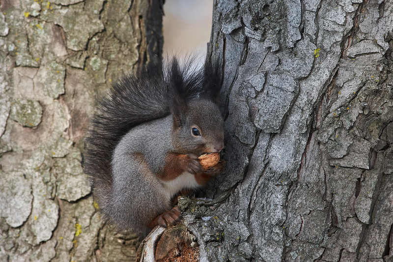 squirrel, volgograd, russia, wildlife,  #photo preview