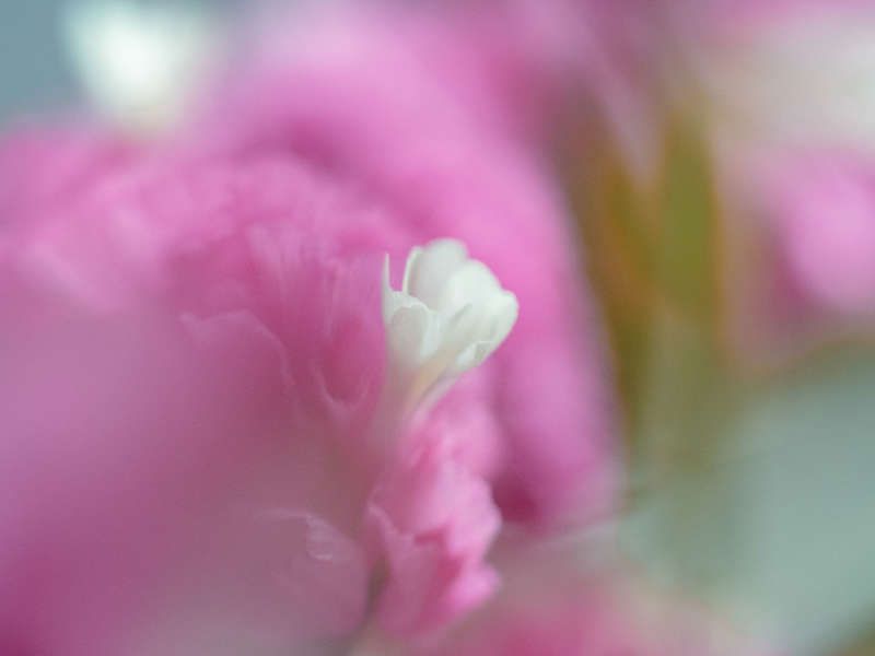 macro, flower, pink, white, макро, розовый, цветок Foggy creamphoto preview
