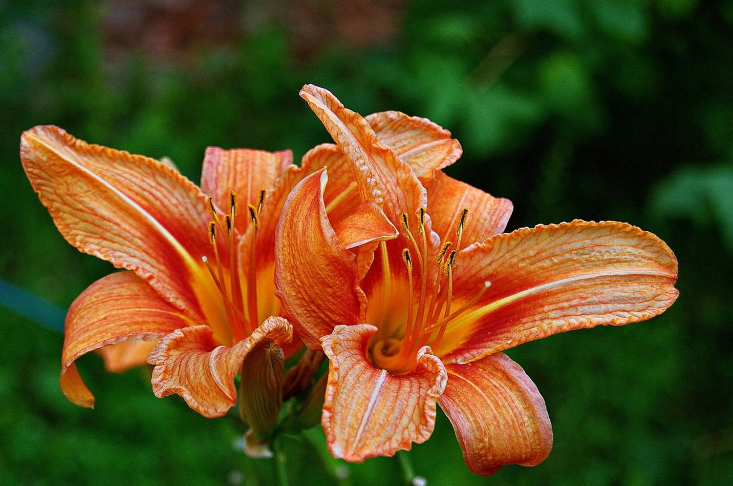 , Николаев Владимир