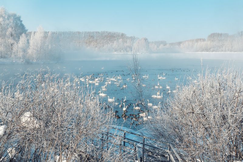 Лебединое озероphoto preview