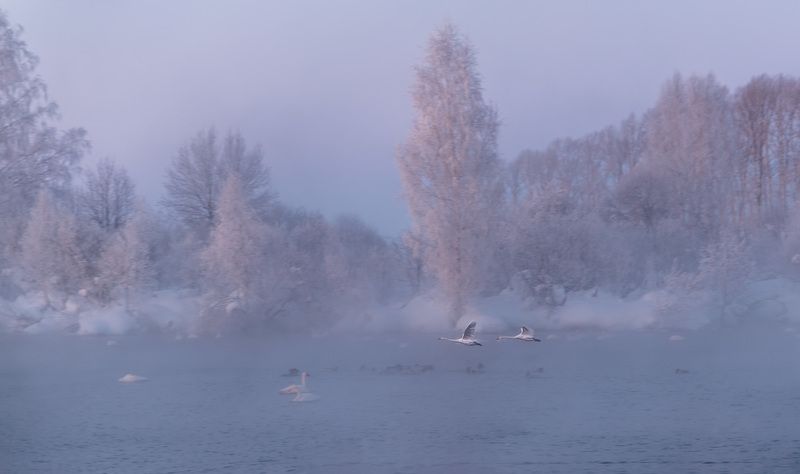 Гуси-лебедиphoto preview