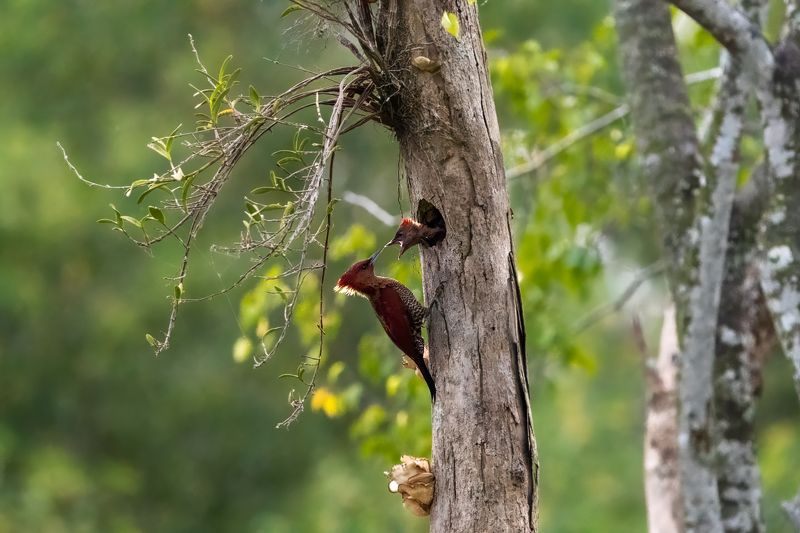 Banded Woodpecker photo preview