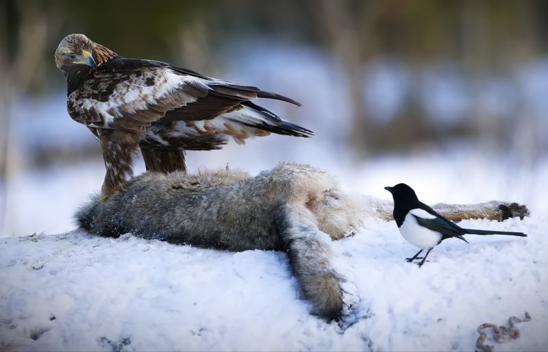 Ну оставь хоть маленький кусочек!photo preview