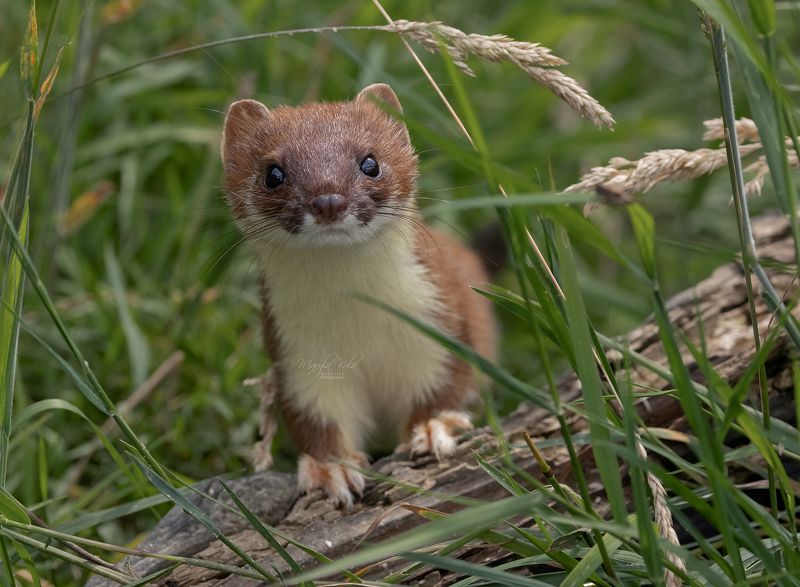 stoat, animals, nature, wildlife, canon Stoatphoto preview