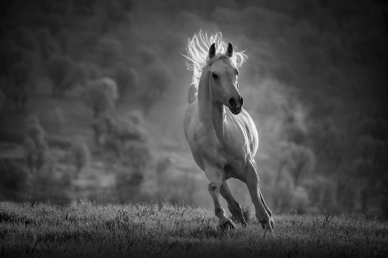 Horse, Animal, Wildlife,  Golden Hairphoto preview