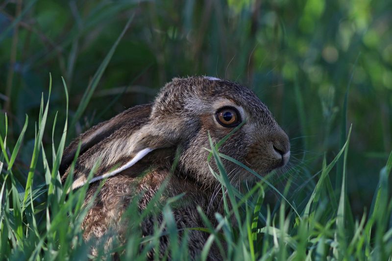 заяц-русак, заяц, lepus europaeus, european hare Зайчонокphoto preview