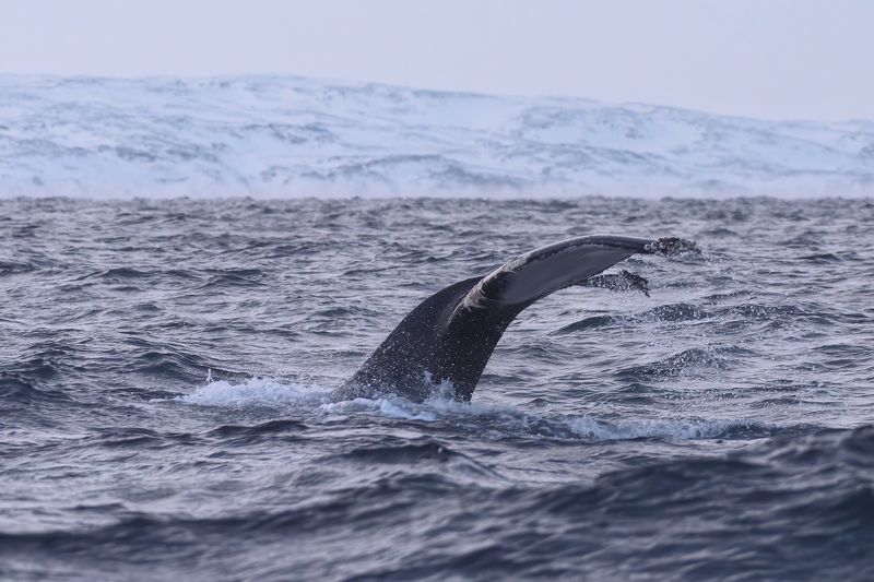 #кит Китphoto preview