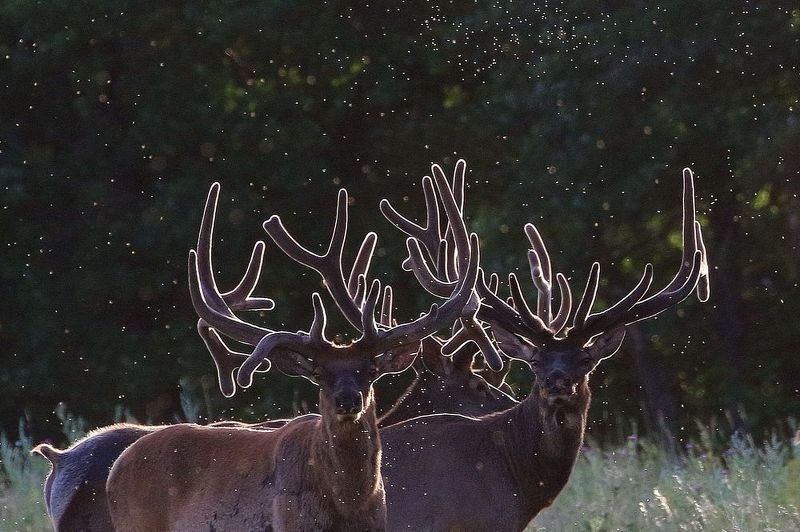 Марал, животные, Сенгилеевские горы, Софронов Евгений, фото животные, Алтайский марал, Несущие свет photo preview