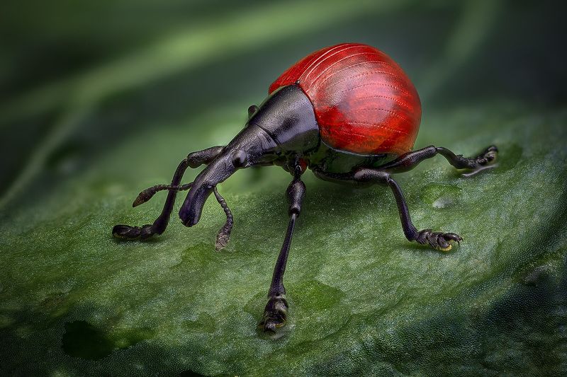 cybebus, dimidiatus Листоедphoto preview