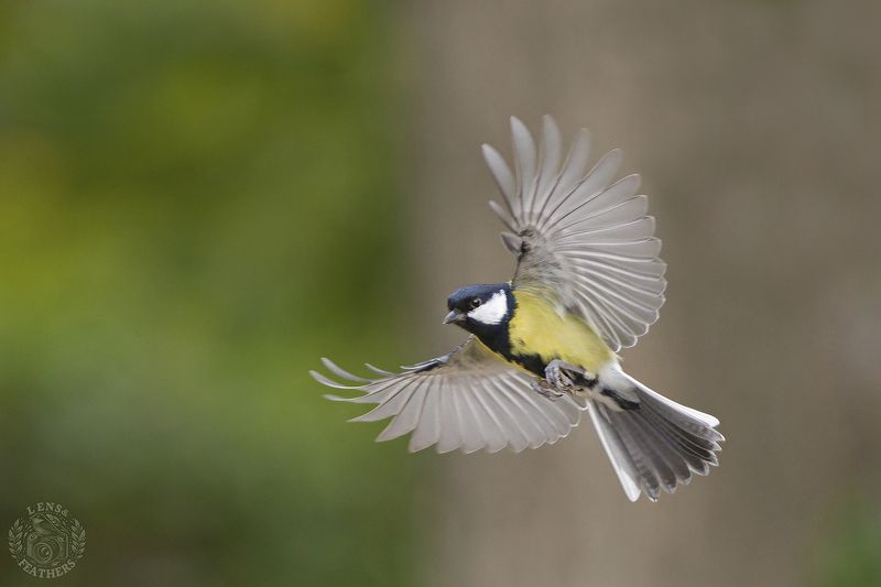 Большая синица - Lens and Feathersphoto preview