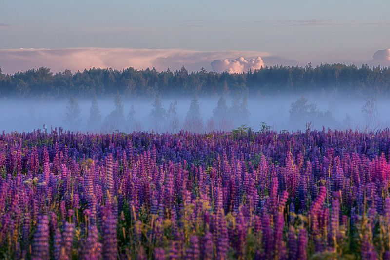 Утро у зачарованного леса.photo preview