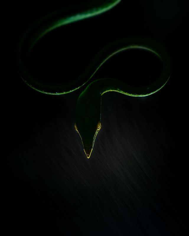 #wildlifephotography #westernghats #snake #vine  Another perspective of Vine snake. Rain and light can create some magical momentsphoto preview