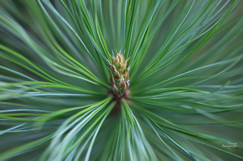 кедр, хвоя, иголки, почка кедра, зеленый Зеленая магия кедраphoto preview