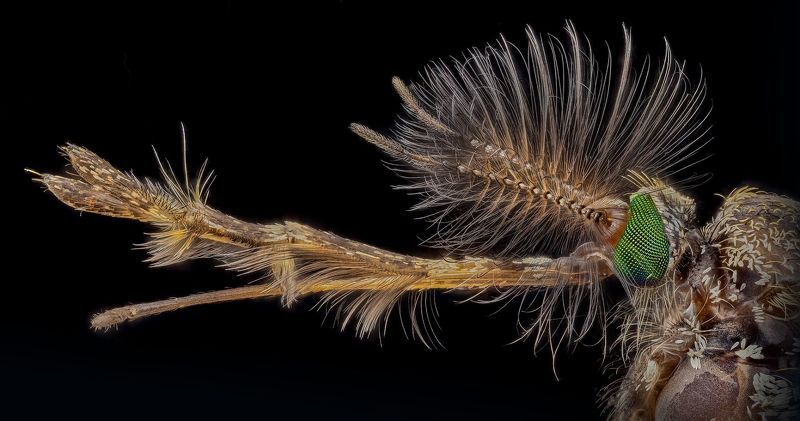 culex, pipiens Обыкновенный комар - самец фото превью