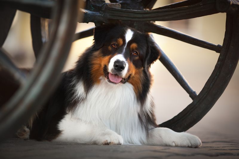 Аусси, австралийская овчарка, анималистика, Минск, собака  Аусси в старом Минскеphoto preview