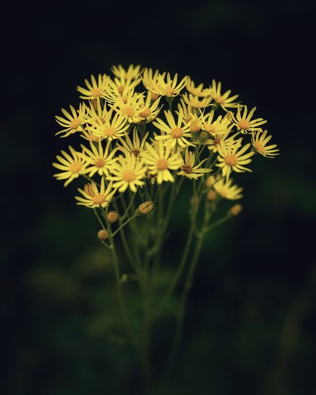 крестовник Крестовникphoto preview