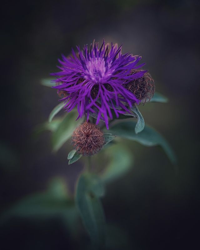 Василекphoto preview