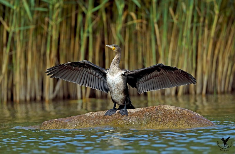 Маэстро.photo preview