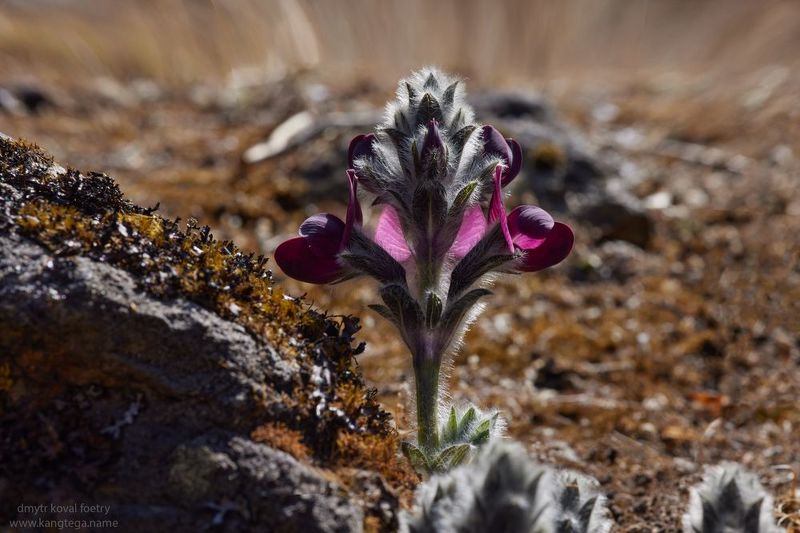 Чудесвет Гималайский ...photo preview