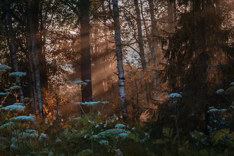 вечер закат луч лес чаща солнце Прощальные золотые лучи...photo preview