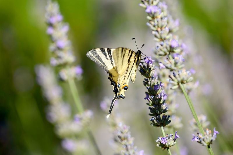 Лястовича Опашкаphoto preview