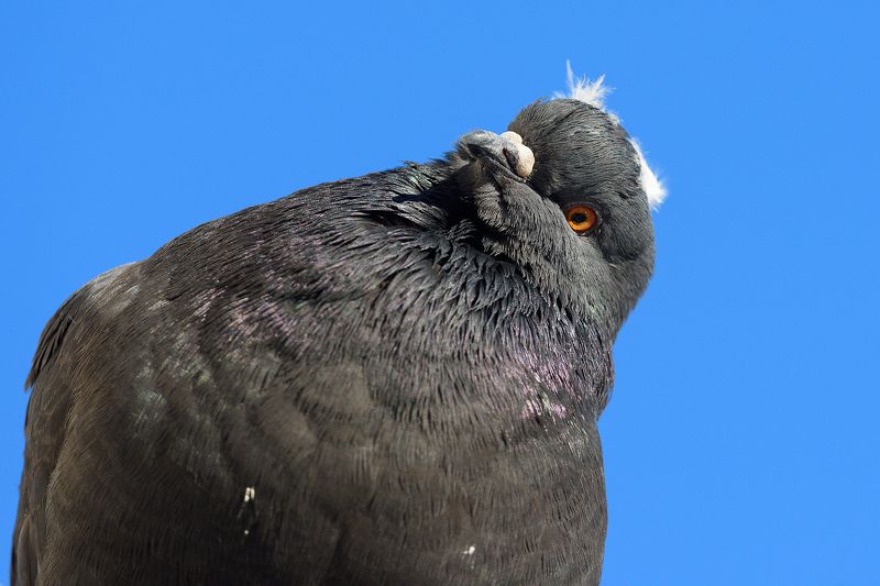 Голубьphoto preview