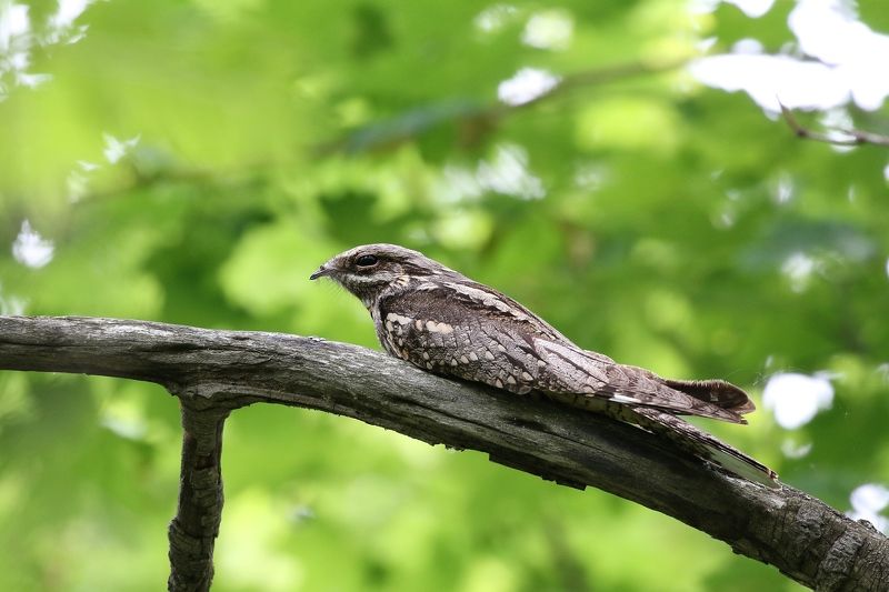 Козодой, сурок,Майнский район, Софронов Евгений, фото природы, Ульяновская область, птицы. ночные птицы,СФДП, Козодой на веточке сидит и очень мрачен он на видphoto preview