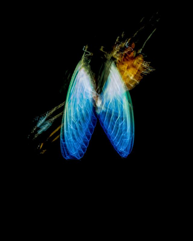 #creativephotography, , #slowshutter, #light, #cicada, #wings, #angel, #blue, #trail Wings of lightphoto preview