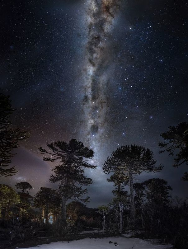 Millenary Araucarias trees between milkyway.photo preview