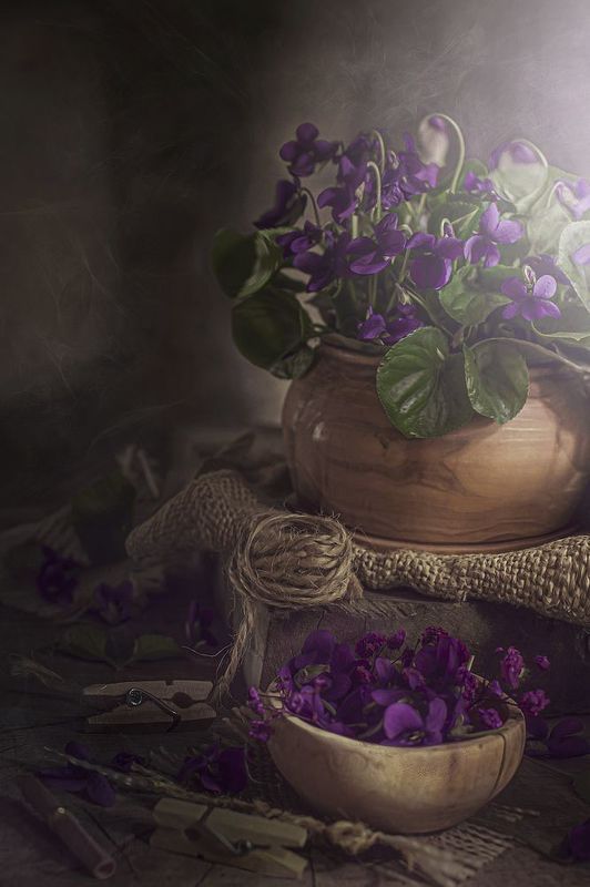 Фиалкиphoto preview