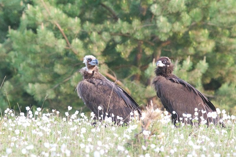 Черный грифphoto preview