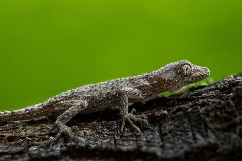 макро, macro, lizard, ящерица Ящер фото превью
