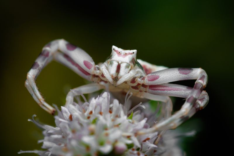 макро, macro, spider, паук Паучок фото превью