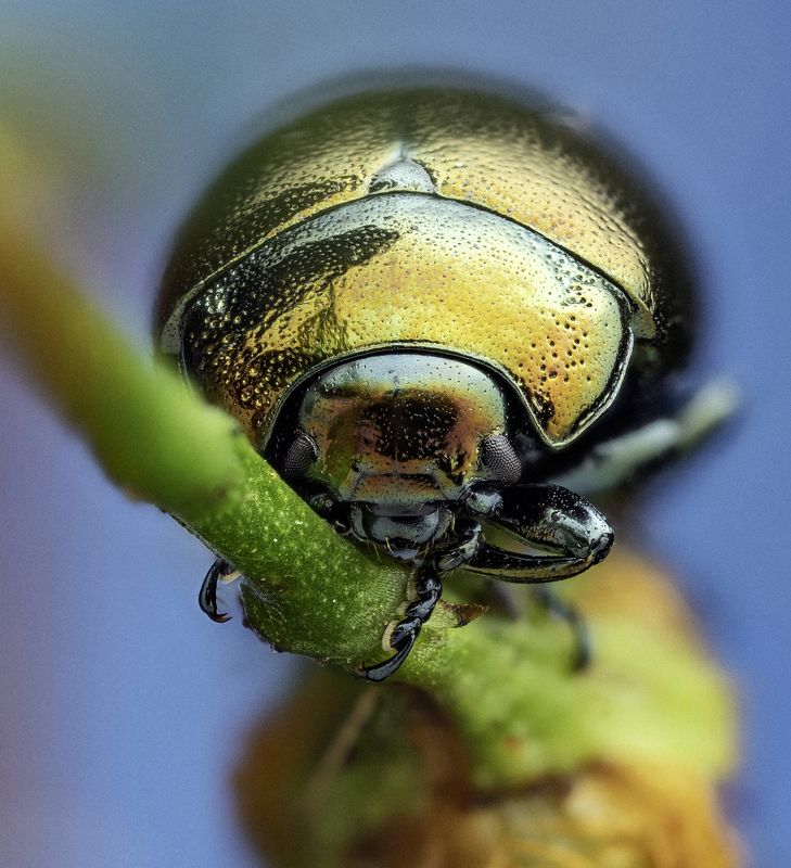 Chrysolina brunsvicensisphoto preview