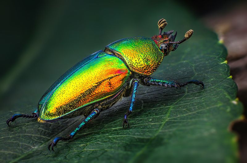 lamprima, adolphinae Жук олень - самкаphoto preview