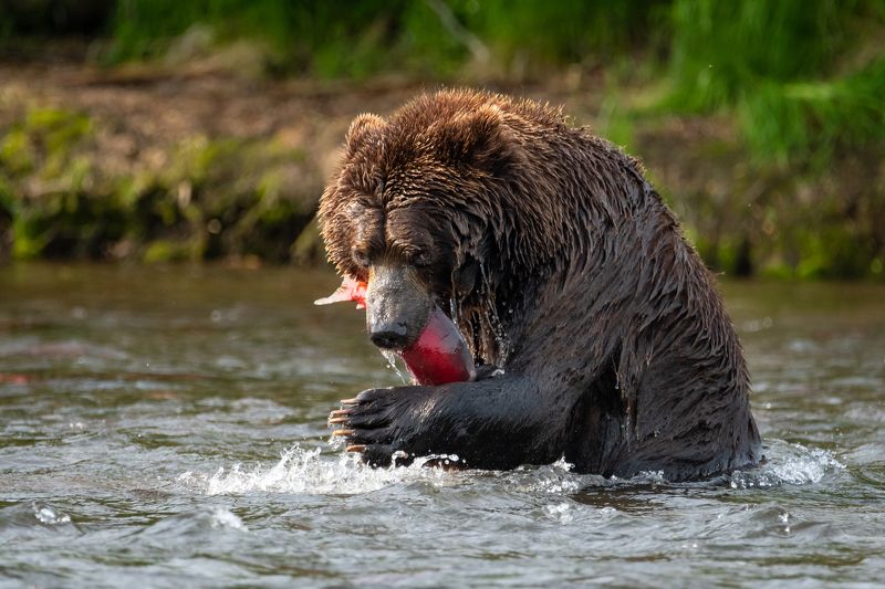 медведь, рыба, улов, рыбалка, Камчатка, река, хищник, дикая природа А ну-ка, отними!photo preview