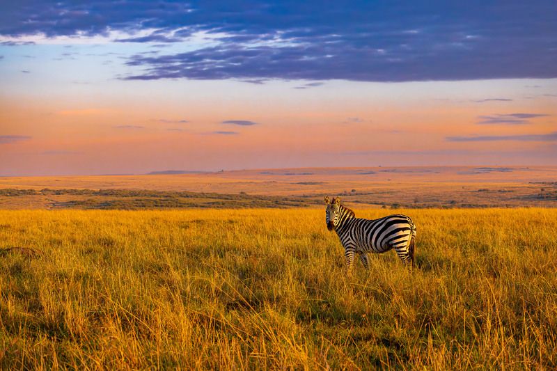 #landscape #zebra #colorful Serene landscape of Masai Maraphoto preview