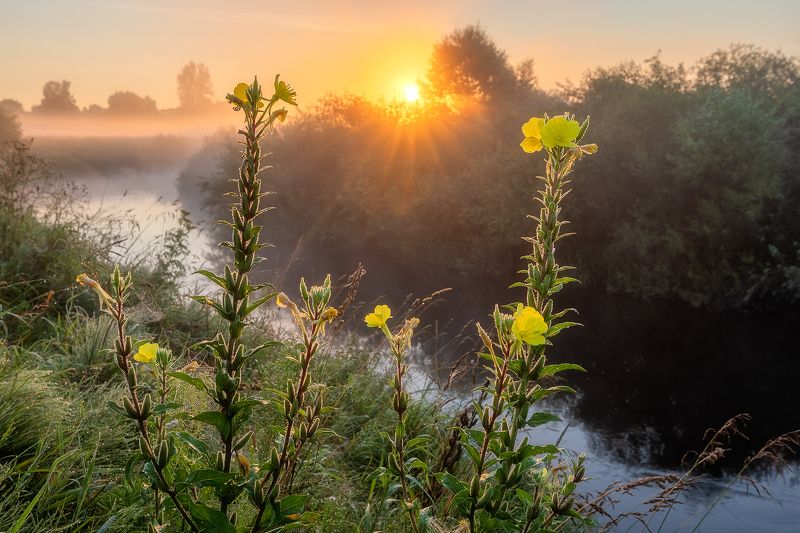Цветок Энотера у реки Оредеж.photo preview