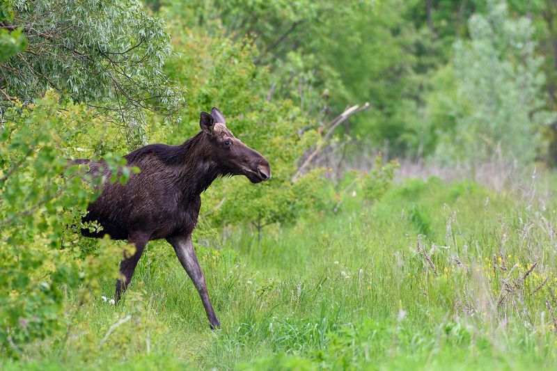 #лось moose Лосьphoto preview