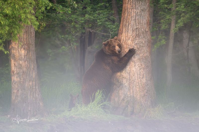 медведи,камчатка,медведь,медвежата Утренний туман... фото превью