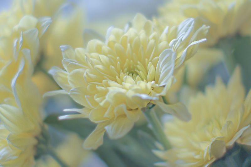 Царство хризантемphoto preview