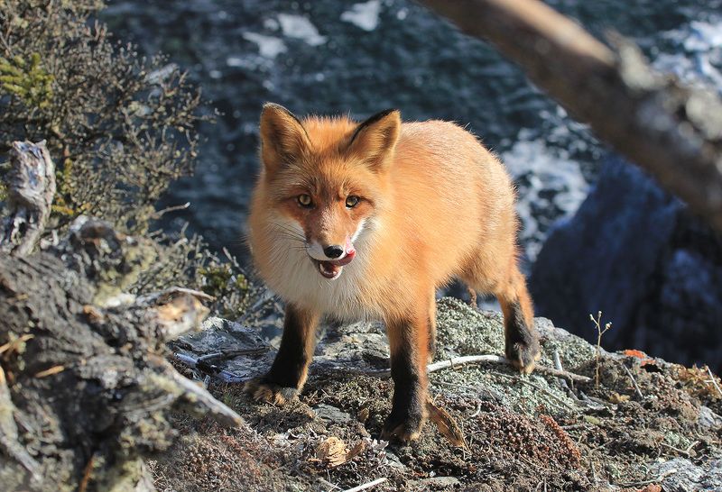 лиса Приморскаяphoto preview