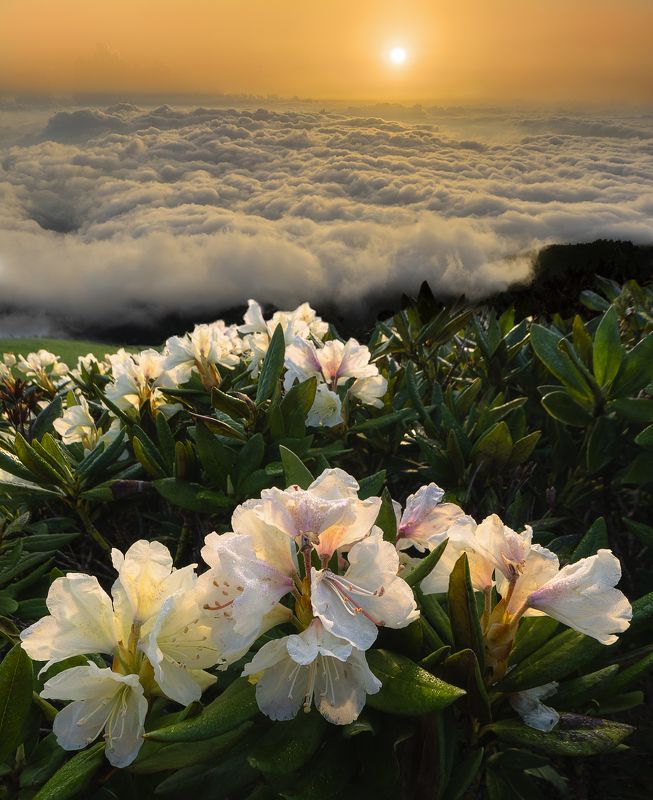 тхач, рассвет, рододендроны, пейзаж, цветы, горы, облака photo preview