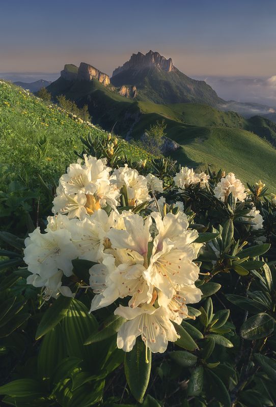 тхач, рассвет, рододендроны, пейзаж, цветы, горы, облака Рассвет в горах. Вид на Тхачphoto preview