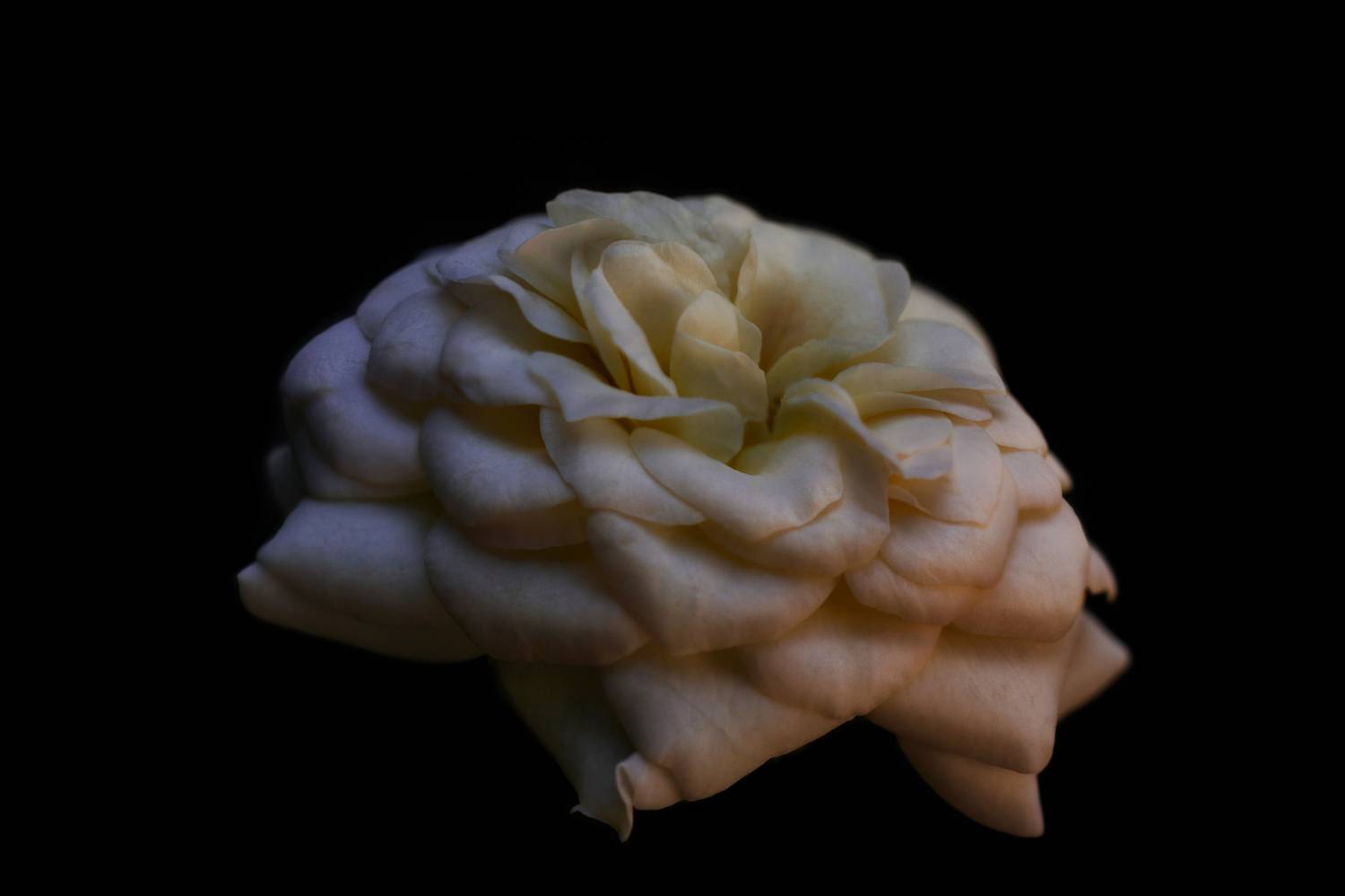 macro, rose, макро, роза, Шпирко Михаил